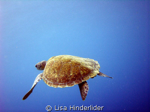 Into the blue... by Lisa Hinderlider 